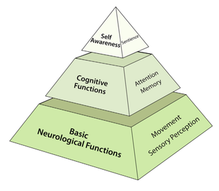 Tiers of brain function enhancement in chimeric animals: “We contend that not all types of brain function have the same import when considering their potential enhancement,” the authors write in the new paper.